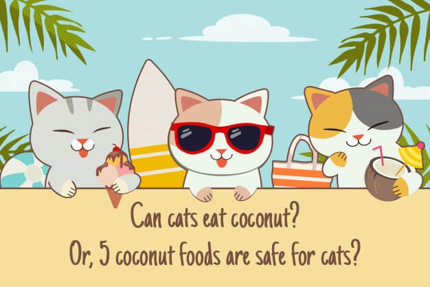 Can Cats Eat Coconut Or 5 Coconut Foods are Safe for Cats?