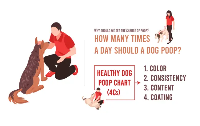 how many times a day should a dog poop, healthy poop chart