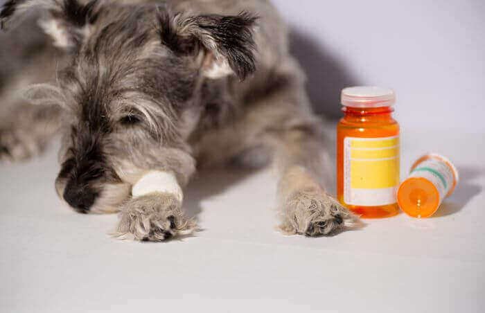 how to euthanize a dog with benadryl pill, how much Benadryl takes to euthanize a dog