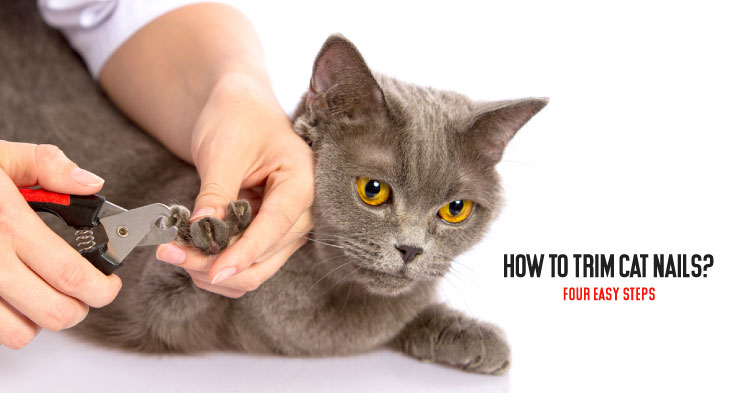 how to trim cat nails at home, what happens if you don't trim your cat's nails, what is cat’s claw