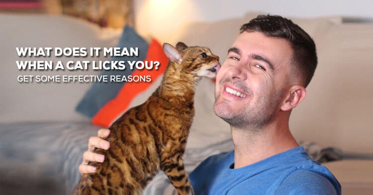 what does it mean when a cat licks you, when a cat licks you what does it mean, what does it mean if a cat licks you, if a cat licks you what does it mean, should i let my cat lick me