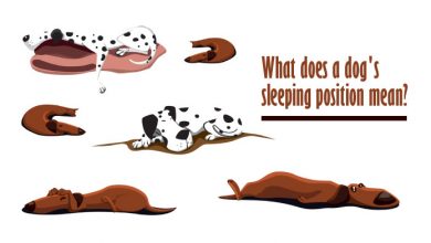 Dog Sleeping Positions Meaning 10 Best Dog Sleeping Habits, why does my dog sleep on his back with his legs in the air, dog sleeping positions with owner, why does my dog sleep on his back, dog sleeps with legs straight out, dog sleeping positions