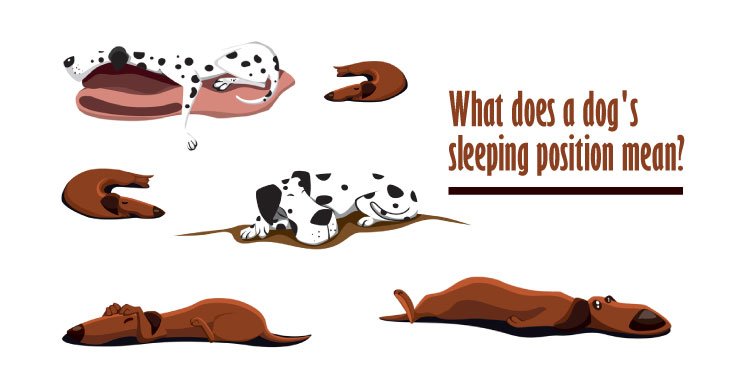 Dog Sleeping Positions Meaning 10 Best Dog Sleeping Habits, why does my dog sleep on his back with his legs in the air, dog sleeping positions with owner, why does my dog sleep on his back, dog sleeps with legs straight out, dog sleeping positions