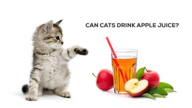 can cats drink apple juice, can cats have apple juice or not, what are the apple juice ingredients, healthy snacks recipes instead of apple juice, ts apple juice healthy for cat food, ts apple juice safe for cats