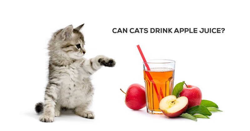 can cats drink apple juice, can cats have apple juice or not, what are the apple juice ingredients, healthy snacks recipes instead of apple juice, ts apple juice healthy for cat food, ts apple juice safe for cats