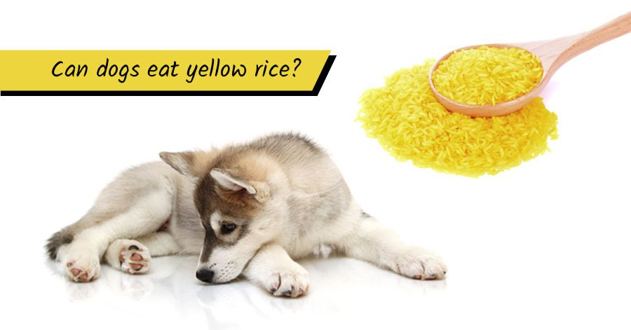 Can Dogs Eat Yellow Rice? Best 6 Types of Yellow Rice