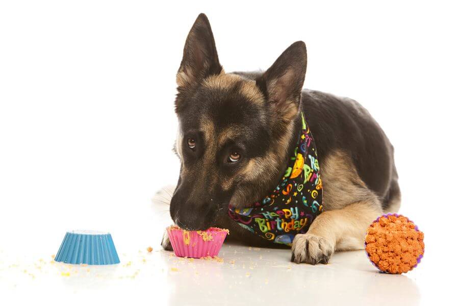 can dogs eat powdered sugar