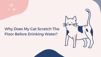 why does my cat scratch the floor before drinking water, how to stop a cat from pawing the floor, why do cats scratch the floor when drinking water