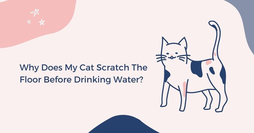 why does my cat scratch the floor before drinking water, how to stop a cat from pawing the floor, why do cats scratch the floor when drinking water