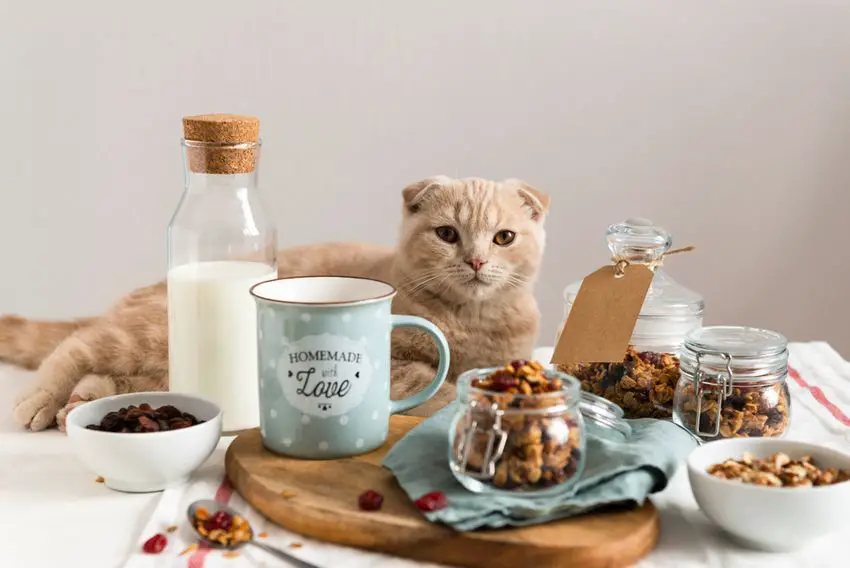 can cats have oat milk how to make oat milk like oatly, what are oat milk ingredients, can cats drink oat milk with health certainty, how do you make oat flour for oat milk, how to make oat milk with blender