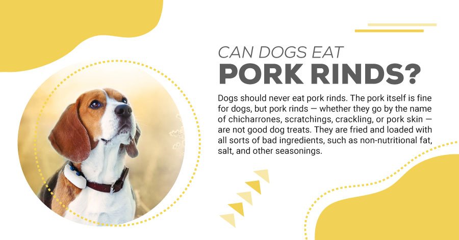 can dogs eat pork rinds best alternatives of chicharrones scratchings crackling pork skin, can dogs eat cueritos, can dogs eat cooked pork rinds, can dogs eat cooked pork skin, can dogs eat raw pork skins, are fried pork rinds good for dogs, can dogs eat pork rinds reddit, can dogs have pork crackling, can dogs eat chicharrones de harina