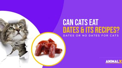can cats eat dates and its recipes, are dates ok for cats, are dates okay for cats, can dogs and cats eat dates, can cats eat dried dates, are dates toxic to cats