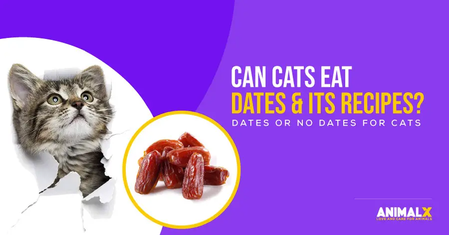 can cats eat dates and its recipes, are dates ok for cats, are dates okay for cats, can dogs and cats eat dates, can cats eat dried dates, are dates toxic to cats