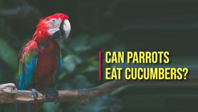 can quaker parrots eat cucumbers, can eat parrots cucumber skin, can parrots eat cucumber skin