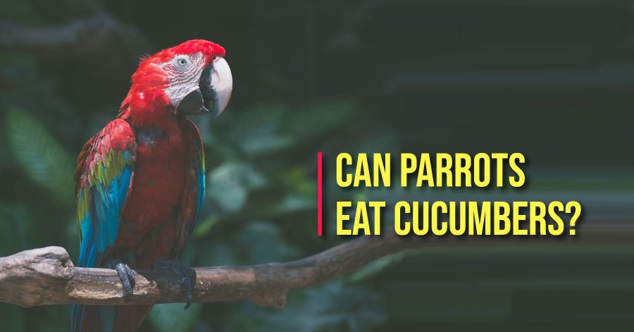 can quaker parrots eat cucumbers, can eat parrots cucumber skin, can parrots eat cucumber skin