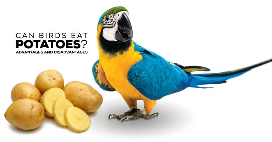 can birds eat potatoes, can birds eat sweet potatoes, can birds eat boiled potatoes, can birds eat potato chips, can budgies eat potatoes, can birds eat porridge oats, are potatoes toxic to birds, what should you not feed birds, can animals eat raw potatoes