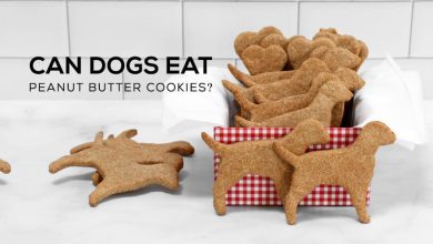can dogs eat peanut butter cookies, can dogs eat peanuts, dog peanut butter cookies, can dogs eat peanut butter crackers, can dogs eat human cookies, peanut butter cookie recipe, can dogs eat sugar, can dogs eat chocolate, peanut butter cookies for dogs and humans recipe