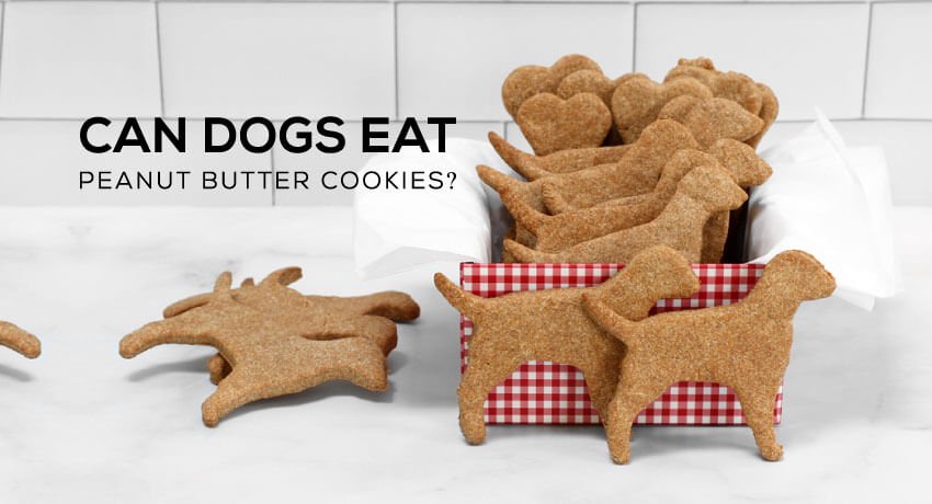 can dogs eat peanut butter cookies, can dogs eat peanuts, dog peanut butter cookies, can dogs eat peanut butter crackers, can dogs eat human cookies, peanut butter cookie recipe, can dogs eat sugar, can dogs eat chocolate, peanut butter cookies for dogs and humans recipe