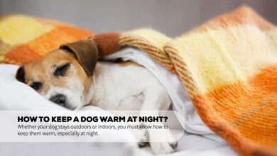 , how to keep dog warm in crate at night, how to keep dog warm at night outside, how to keep dogs warm at night in winter, how to keep your dog warm inside, how to keep puppy warm at night in winter, do dogs get cold at night in the house, is my dog warm enough at night, how to keep dog warm in winter