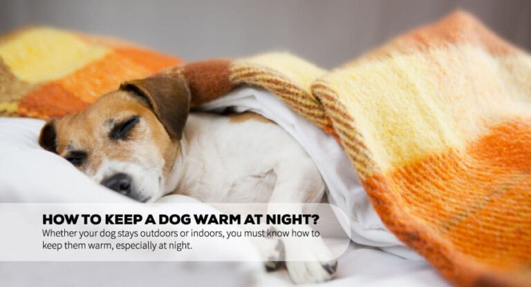 how-to-keep-a-dog-warm-at-night-6-practical-tips