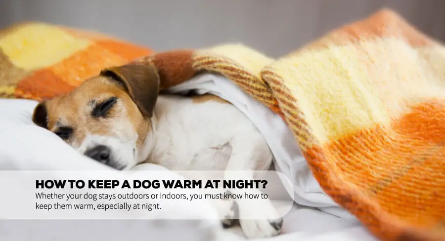 , how to keep dog warm in crate at night, how to keep dog warm at night outside, how to keep dogs warm at night in winter, how to keep your dog warm inside, how to keep puppy warm at night in winter, do dogs get cold at night in the house, is my dog warm enough at night, how to keep dog warm in winter