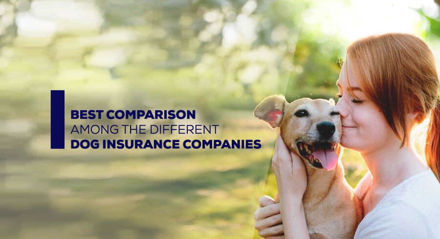 5 Best Dog Insurance Comparison - Best Dog Insurance Quotes