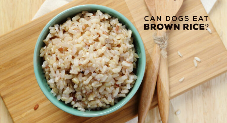 can-dogs-eat-brown-rice-is-it-safe-for-dogs