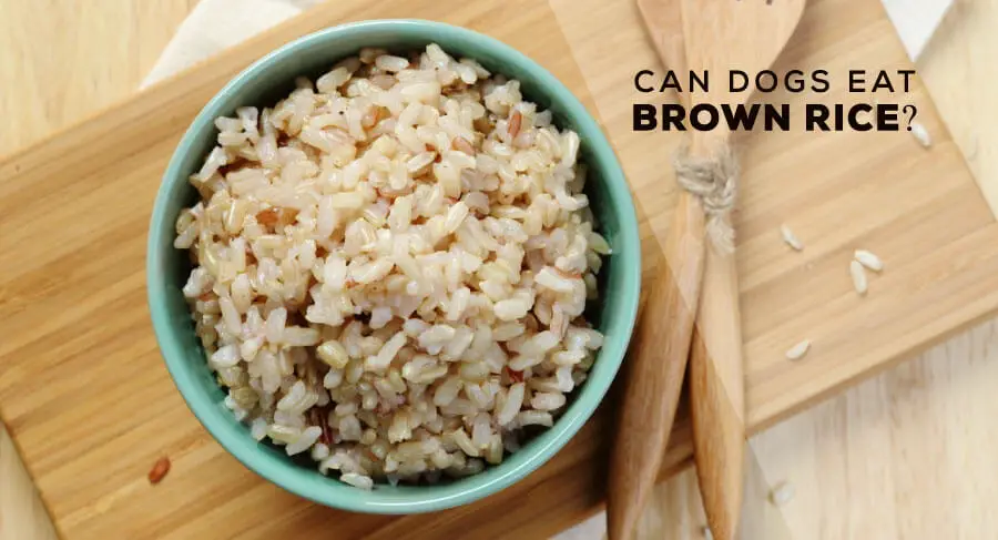 can dogs eat brown rice everyday, can dogs eat brown rice for diarrhea, brown or white rice for dogs with upset stomach, can dogs eat brown rice for upset stomach, can dogs eat rice, can dogs eat rice everyday, white or brown rice for dogs, how to make brown rice for dogs