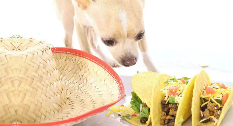 can dogs eat tortillas chips, dog ate tortillas, can dogs eat quesadillas, what can dogs not eat, can dogs have cheese, can dogs eat mozzarella cheese, can dogs eat oranges, can dogs eat corn