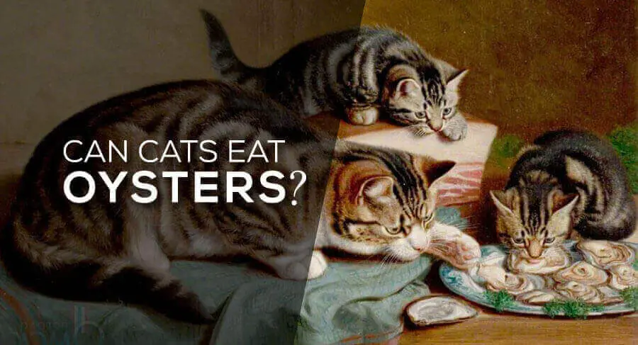 can cats eat oysters, can cat eat cooked oyster, can cats eat canned oysters, my cat ate an oyster, can dogs have oysters, can cats eat eggs, can cats eat canned tuna, can cats eat prawns, can cats eat mussels