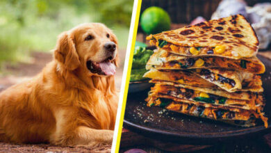 can dogs eat quesadillas, can dogs eat mozzarella cheese, can dogs eat cheese quesadillas, my dog ate a quesadilla, can dogs have tortillas, chicken quesadilla recipe
