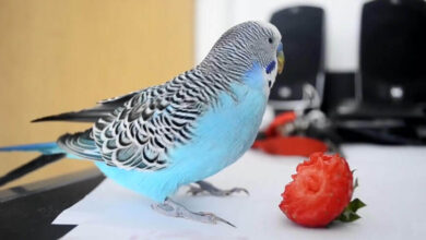 can parakeets eat tomatoes, can parakeets eat cucumber, can parakeets eat bananas, can parakeets eat apples, can parakeets eat cherry tomatoes, what vegetables can parakeets eat, can parakeets eat celery, what can parakeets eat, can parakeets eat blueberries