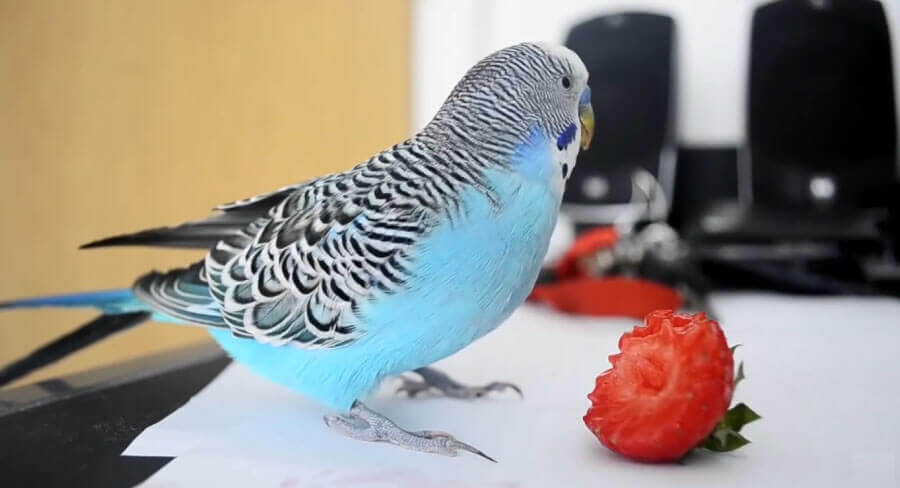 can parakeets eat tomatoes, can parakeets eat cucumber, can parakeets eat bananas, can parakeets eat apples, can parakeets eat cherry tomatoes, what vegetables can parakeets eat, can parakeets eat celery, what can parakeets eat, can parakeets eat blueberries