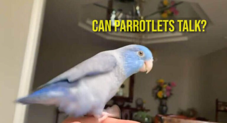 Can Parrotlets Talk? 3 Best Teaching Technique - Minimizing Stress In Parrotlet Training
