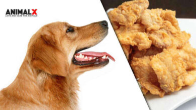 can dogs eat chicharron, can dogs eat chicharrones de harina, my dog ate a pork rind, can dogs eat crackling, boiled pork skin for dogs, can dogs eat pig skin raw, can dogs eat pork, can pork rinds kill a dog, pork rind dog treats