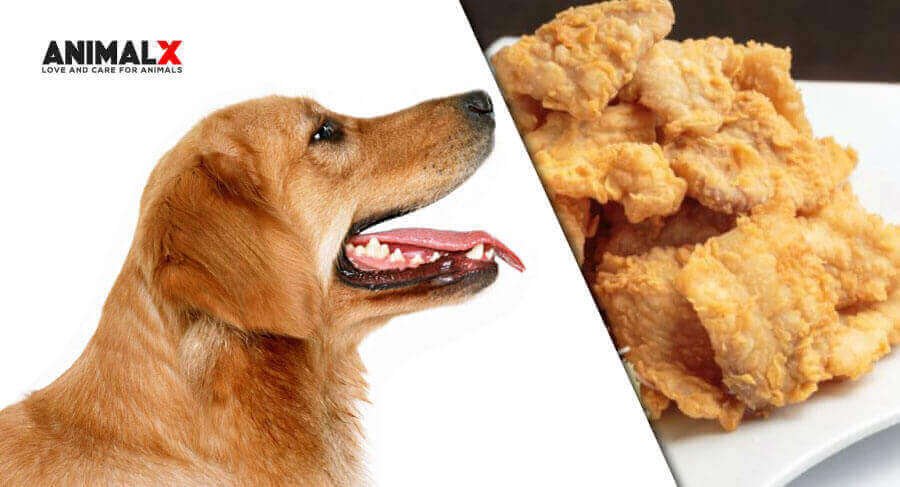 can dogs eat chicharron, can dogs eat chicharrones de harina, my dog ate a pork rind, can dogs eat crackling, boiled pork skin for dogs, can dogs eat pig skin raw, can dogs eat pork, can pork rinds kill a dog, pork rind dog treats