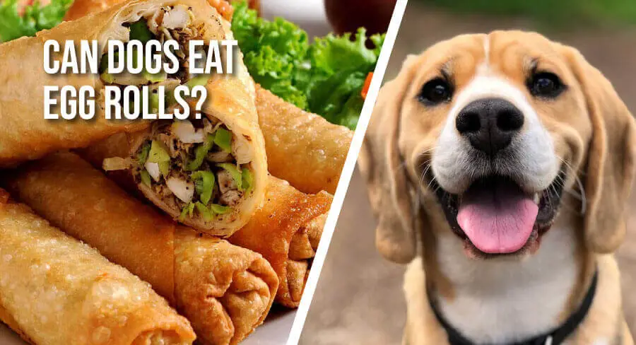 can dogs eat egg rolls, can cats eat egg rolls, can dogs eat spring rolls, can dogs eat egg yolk, can dogs eat shrimp, can dogs eat lumpiang shanghai, can dogs eat carrots