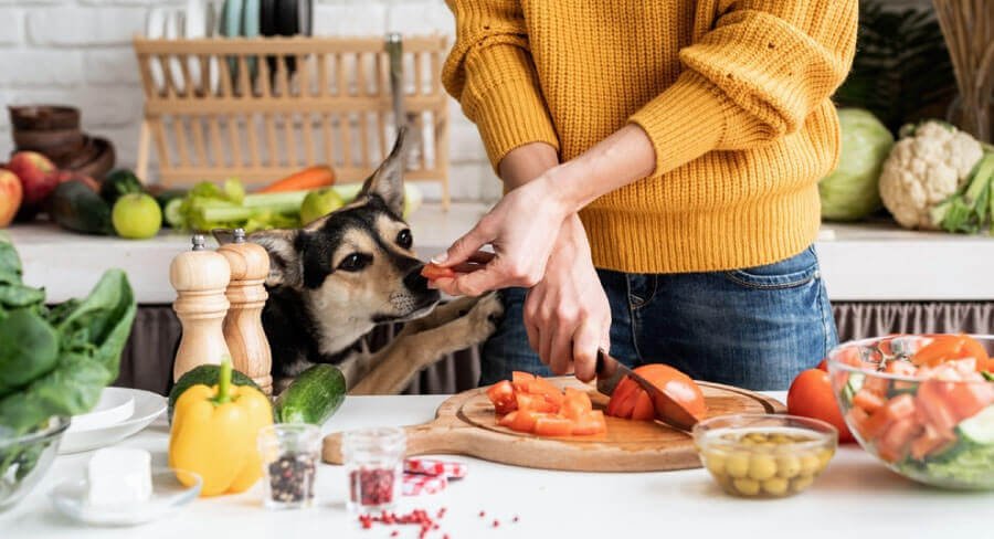 how to prepare vegetables for dogs, best vegetables for dogs, top 10 vegetables for dogs, 10 best fruits and vegetables for dogs, what vegetables are good for dogs, pureed vegetables for dogs, what vegetables can dogs not eat, are raw or cooked vegetables better for dogs, best vegetables for dogs with allergies