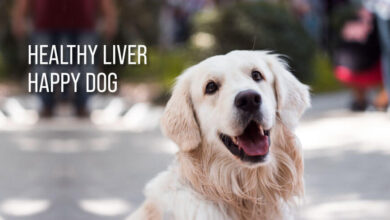 healthy liver, happy dog - effective tips to maintain good liver health in your canine companion, best milk thistle for dogs, what to feed a dog with liver problems, foods bad for dogs liver, essential oils for dogs with liver problems, pet wellbeing milk thistle for dogs, how to cure liver disease in dogs, pet wellbeing milk thistle for cats, milk thistle for dogs benefits