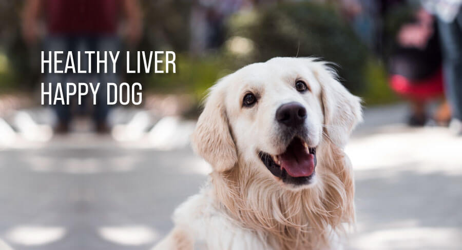 healthy liver, happy dog - effective tips to maintain good liver health in your canine companion, best milk thistle for dogs, what to feed a dog with liver problems, foods bad for dogs liver, essential oils for dogs with liver problems, pet wellbeing milk thistle for dogs, how to cure liver disease in dogs, pet wellbeing milk thistle for cats, milk thistle for dogs benefits