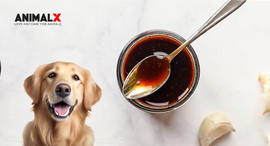 can dogs have teriyaki sauce, my dog ate teriyaki sauce, Can dogs have teriyaki sauce for dogs, does teriyaki sauce have xylitol, can dogs eat teriyaki chicken, can dogs eat teriyaki chicken without sauce, can dogs eat teriyaki jerky, can dogs eat teriyaki noodles, can dogs have soy sauce