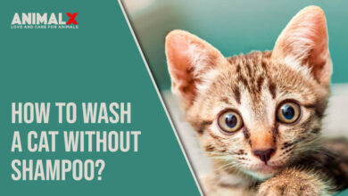 How to Wash a Cat without Cat Shampoo? homemade cat shampoo, what soap can i use to wash my cat, can i wash my cat with just water, can i use dove soap on my cat, washed my cat with human shampoo, can i wash my cat with dog shampoo, how to wash a cat for the first time, can i wash my cat with dish soap