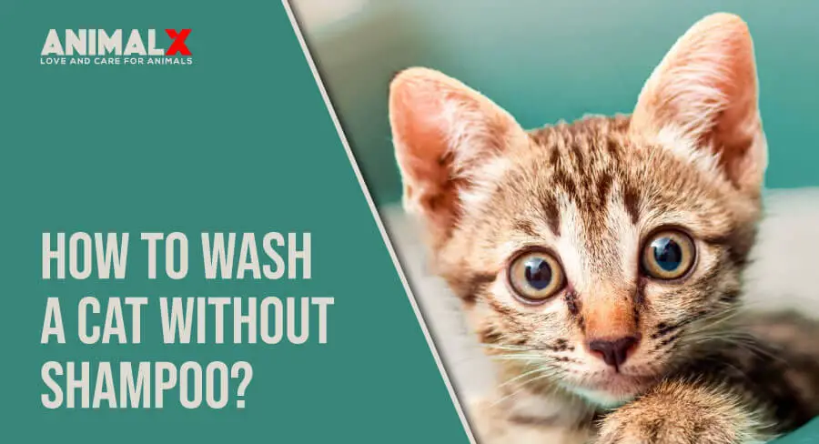 How to Wash a Cat without Cat Shampoo? homemade cat shampoo, what soap can i use to wash my cat, can i wash my cat with just water, can i use dove soap on my cat, washed my cat with human shampoo, can i wash my cat with dog shampoo, how to wash a cat for the first time, can i wash my cat with dish soap