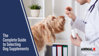 The Complete Guide to Selecting Dog Supplements: Everything to Know