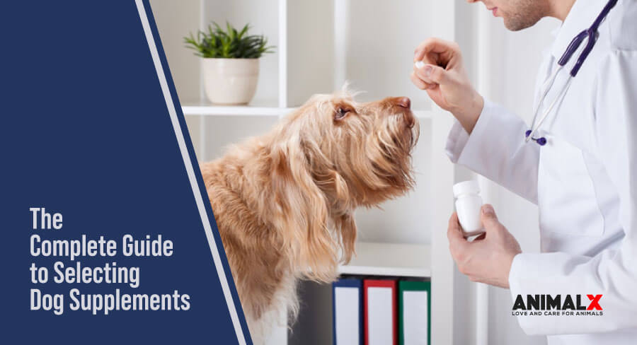 The Complete Guide to Selecting Dog Supplements: Everything to Know