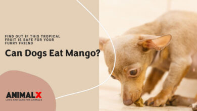 can dog eat mango, can dogs eat mango skin, can dog eat mango tree, can dog eat mango seeds, can dog eat mango juice, can dog eat mango fruit, can dogs eat mango seeds, my dog ate mango skin, can dogs eat raw mango
