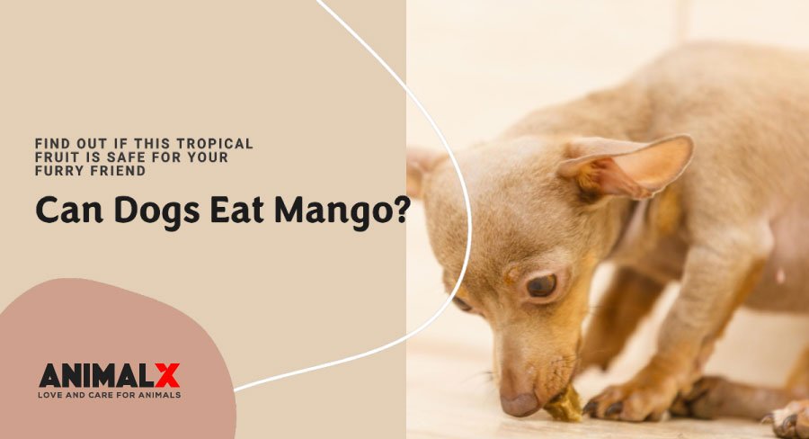 can dog eat mango, can dogs eat mango skin, can dog eat mango tree, can dog eat mango seeds, can dog eat mango juice, can dog eat mango fruit, can dogs eat mango seeds, my dog ate mango skin, can dogs eat raw mango