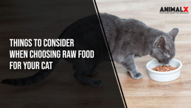 things to consider when choosing raw food for your cat, raw food diet for cats recipes, raw cat food, why are vets against raw diet for cats, raw diet killed my cat, partial raw diet for cats, benefits of raw food for cats, raw food diet for cats: pros and cons, best raw food for cats