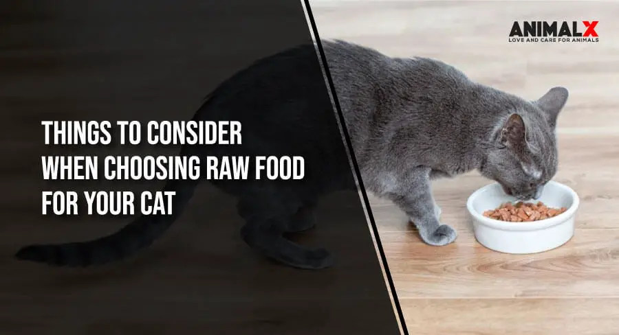 things to consider when choosing raw food for your cat, raw food diet for cats recipes, raw cat food, why are vets against raw diet for cats, raw diet killed my cat, partial raw diet for cats, benefits of raw food for cats, raw food diet for cats: pros and cons, best raw food for cats