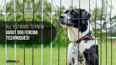 all you want to know about dog fencing techniques, invisible dog fence, wireless dog fence, outdoor dog fences for large dogs, best fence for dogs that escape, dog fencing for large property, outdoor dog fence with gate, vinyl dog fence, yard fencing for dogs
